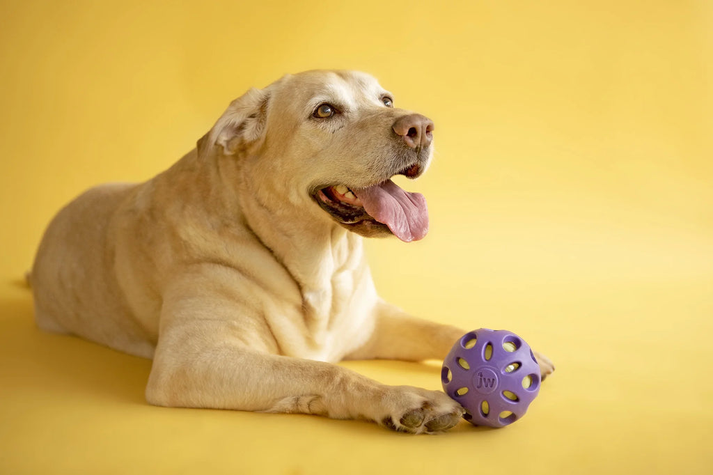 Petmate Crackle Ball Dog Fetch Toy Crunchy Noise Crinkle Dog Toy, Large 4” Diameter