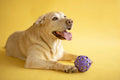 Petmate Crackle Ball Dog Fetch Toy Crunchy Noise Crinkle Dog Toy, Large 4” Diameter